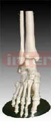 Life-sized Foot Joint